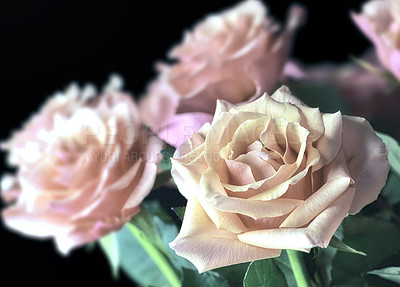 Buy stock photo Closeup, roses and bouquet of flowers on black background in studio for valentines day gift or present. Leaf, petal and bunch of floral plants on backdrop for botany, decoration and natural texture