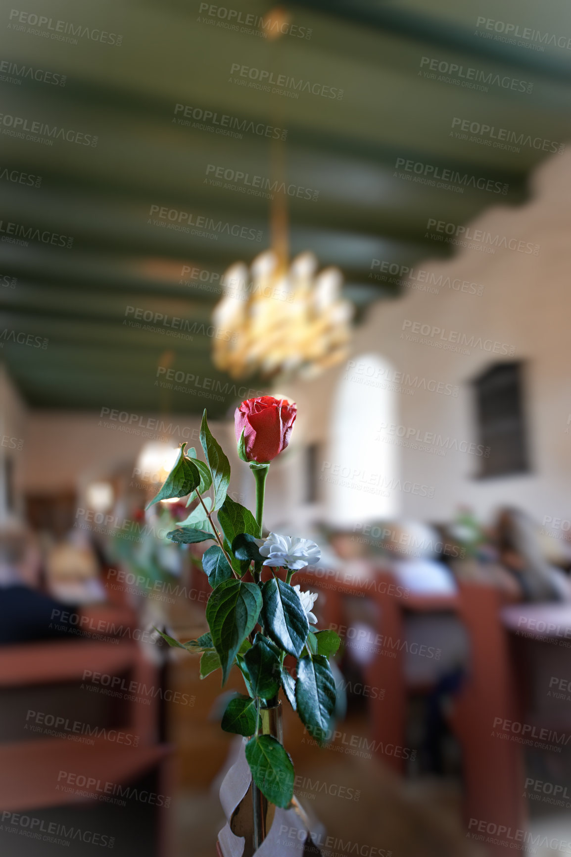 Buy stock photo A single red rose being held in a Danish church. Closeup of a beautiful flower in a room with people sitting on rows of benches. A gift to offer condolences while a mourning death at a funeral