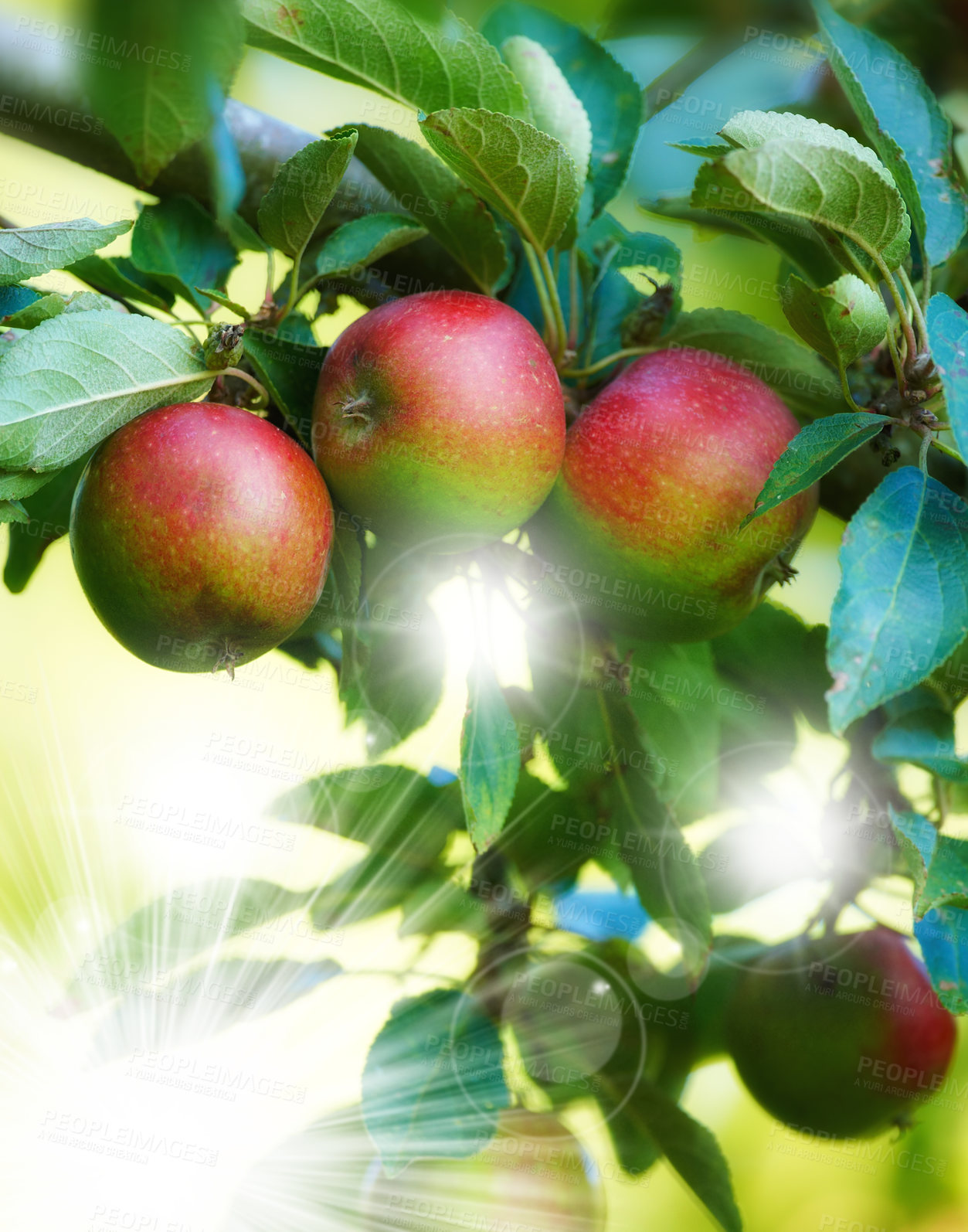 Buy stock photo Fresh apple in the tree
