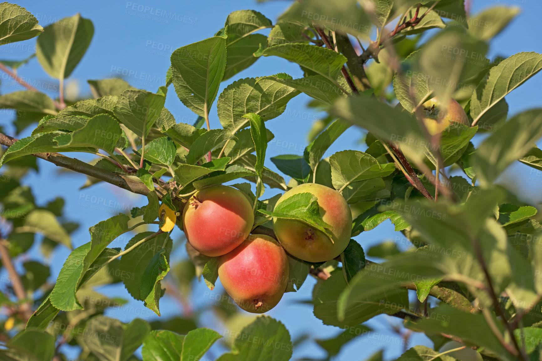 Buy stock photo Fresh apple in the tree