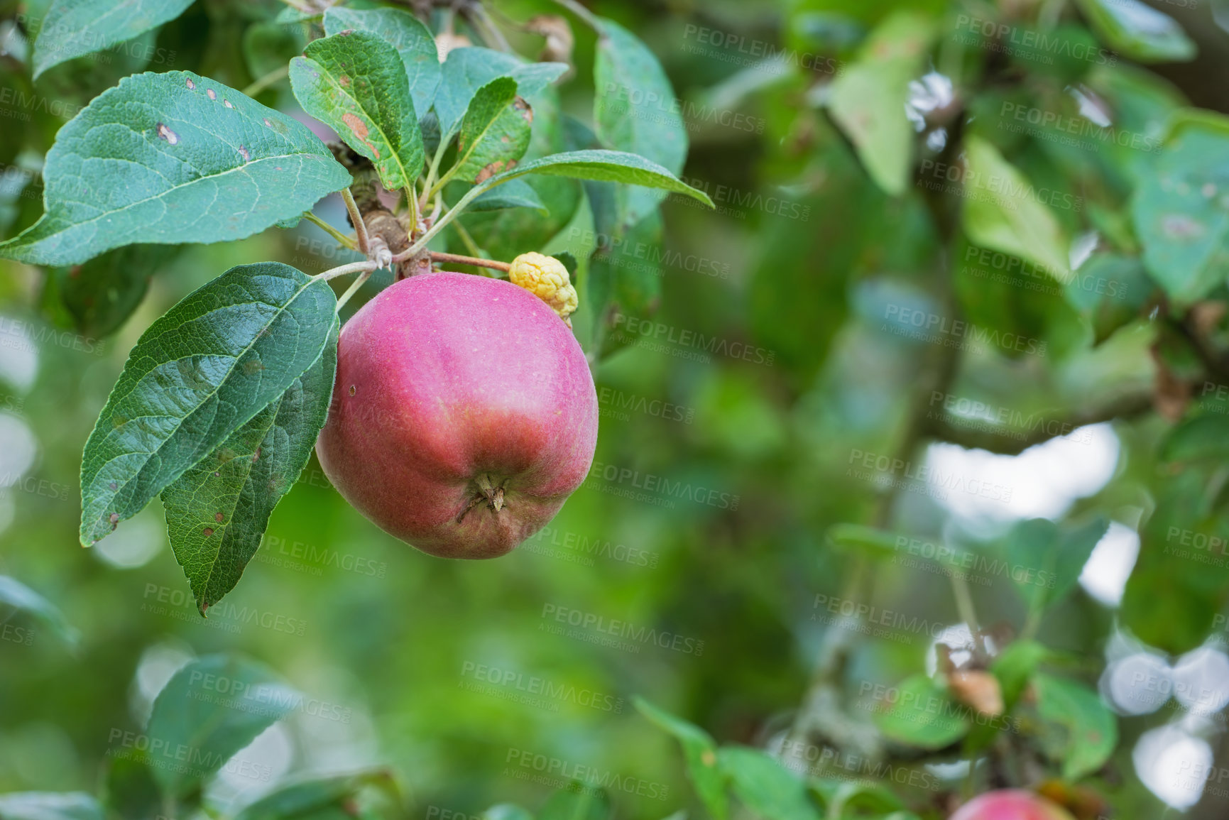 Buy stock photo Fresh apple in the tree