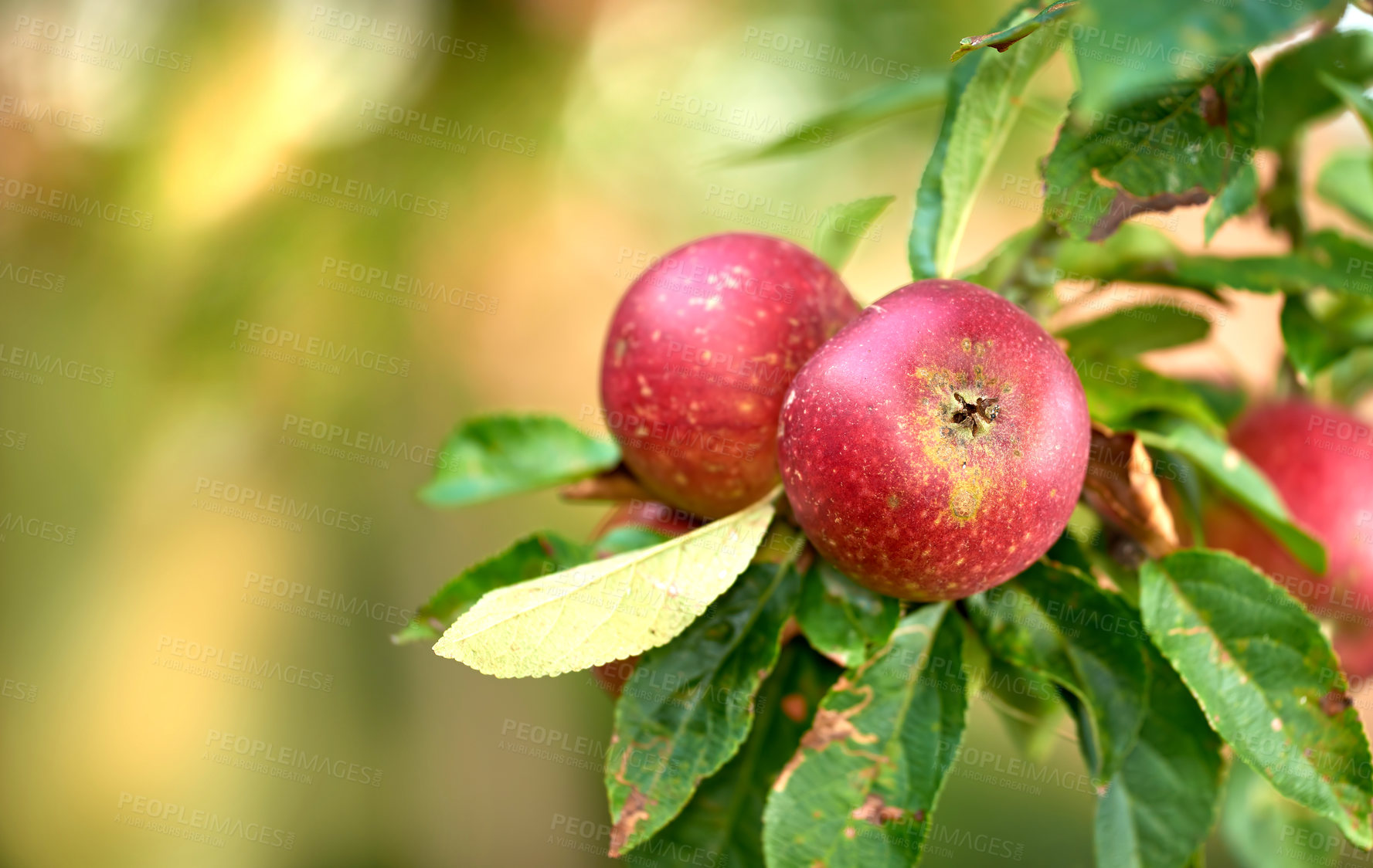 Buy stock photo Fresh apple in the tree