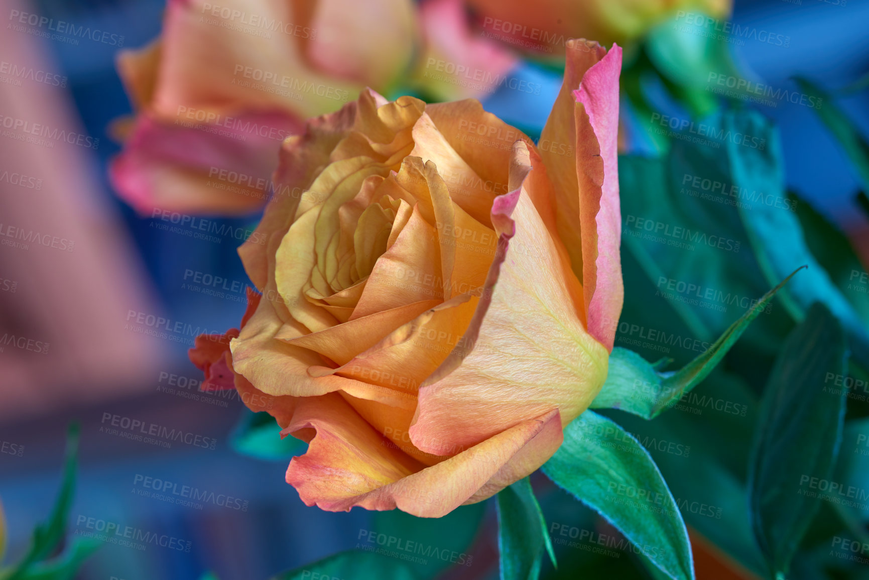 Buy stock photo A photo of a beautiful yellow rose