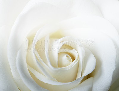 Buy stock photo White, rose and texture in closeup for purity, wallpaper and bright for hope or aesthetic. Flower, gift and plant in boutique for innocence, spirituality and fragrance with gesture for celebration