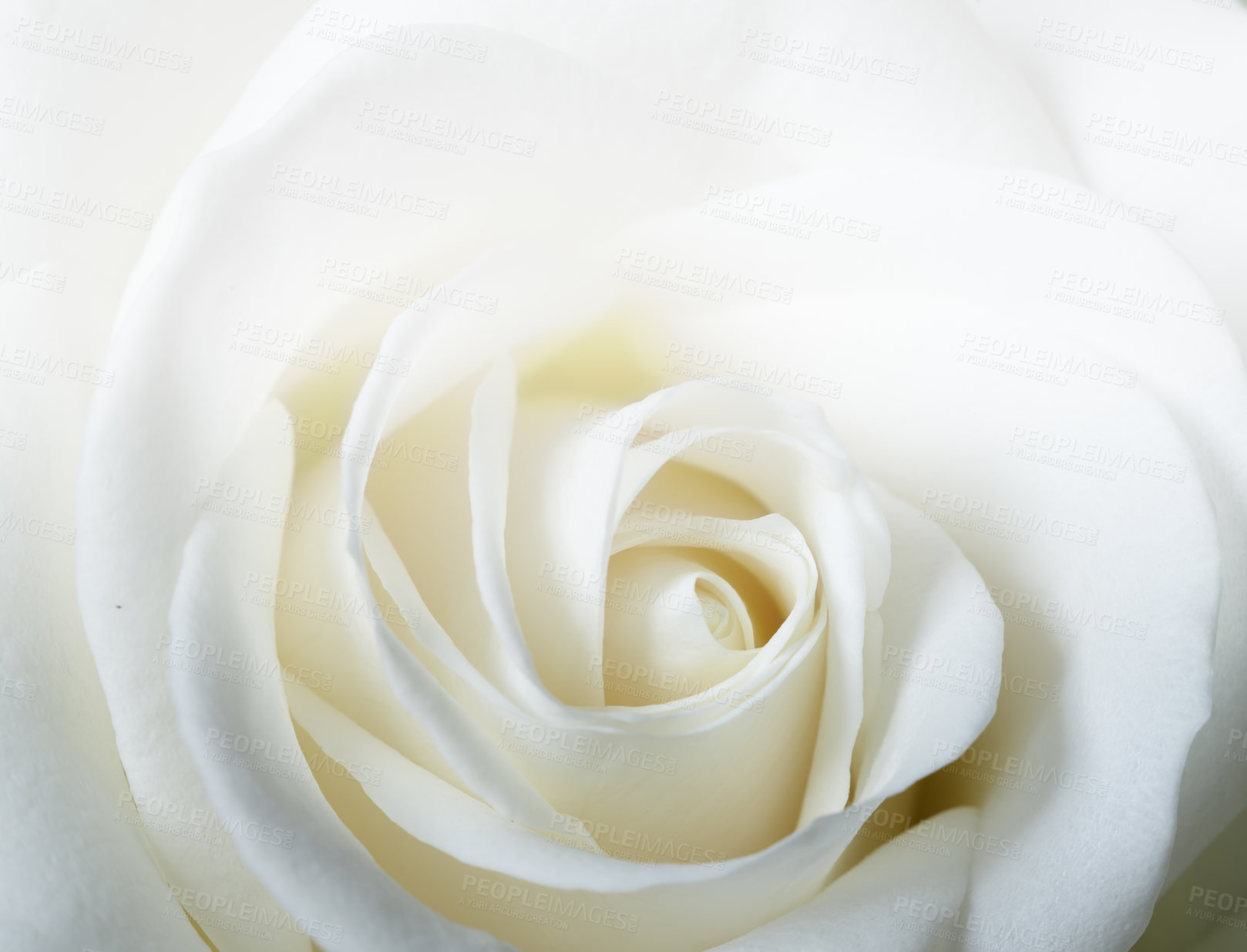Buy stock photo A  macro photo of a beautiful white rose