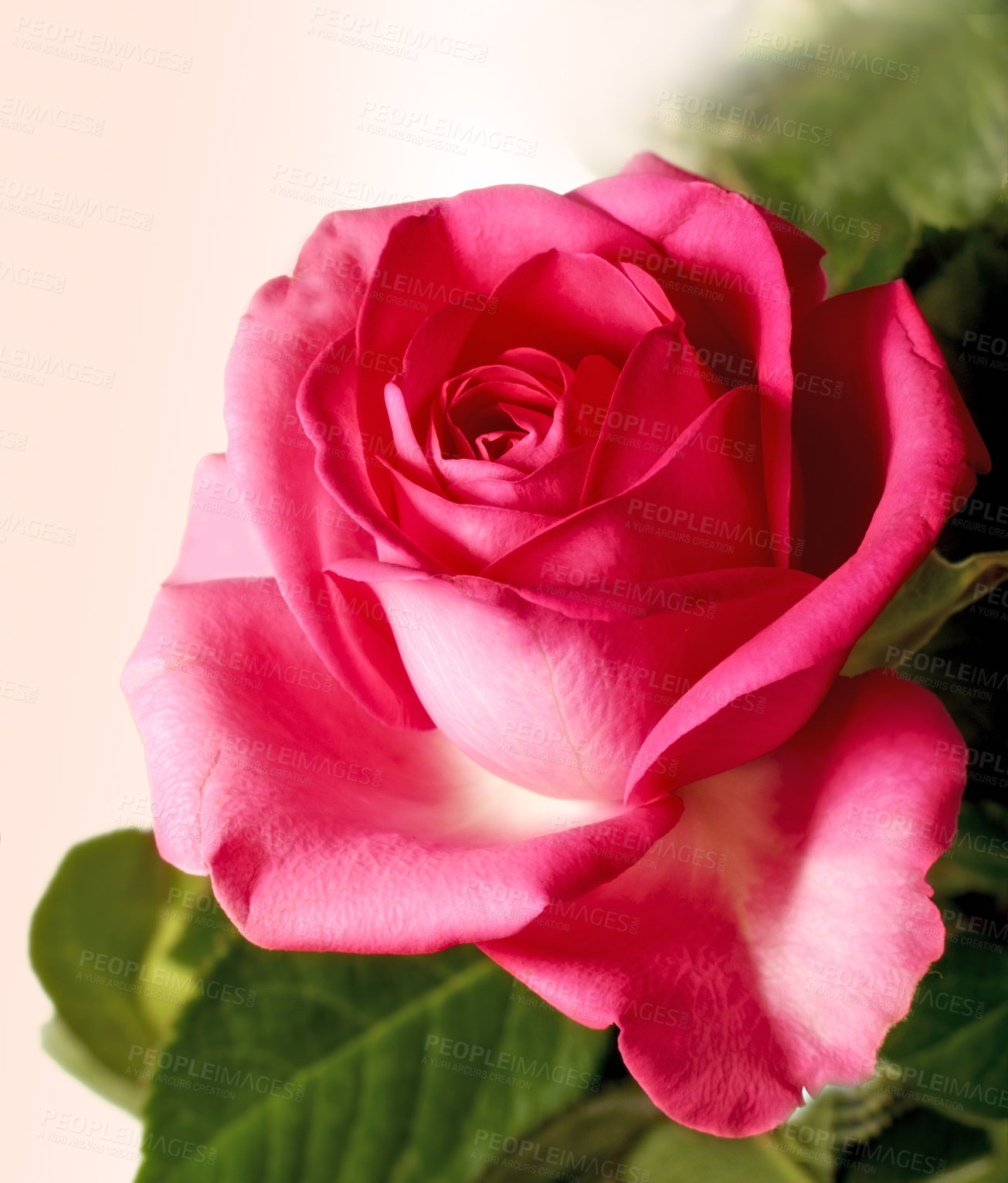 Buy stock photo A photo of a beautiful rose