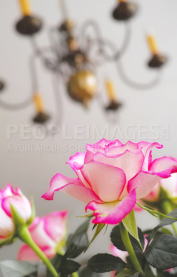Buy stock photo A photo of a beautiful bunch of roses in the living room in front of the piano