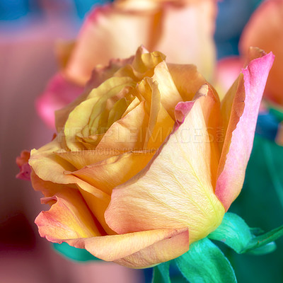 Buy stock photo A photo of a beautiful yellow rose