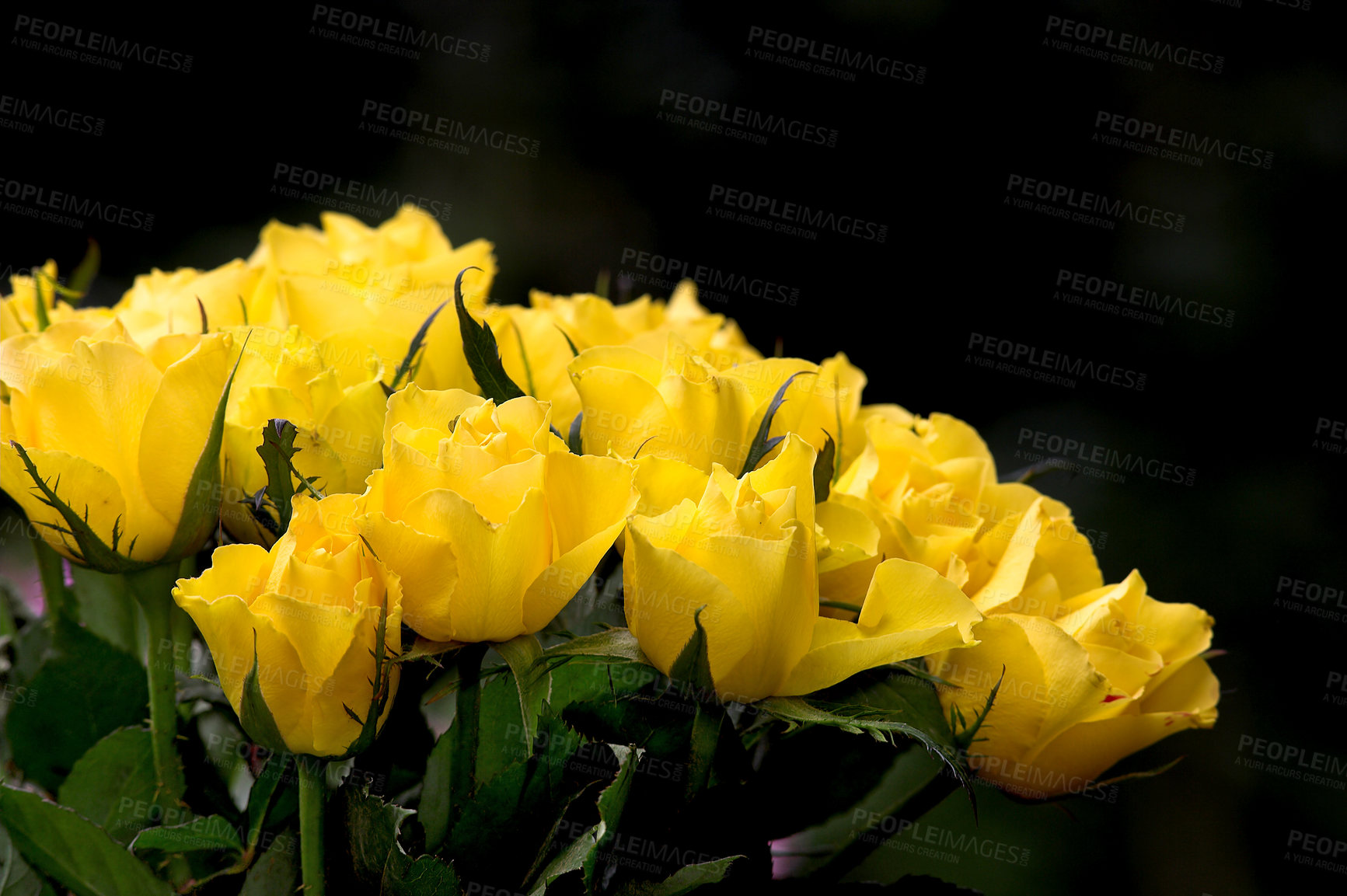 Buy stock photo A photo of beautiful yellow roses