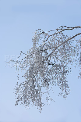 Buy stock photo A tree branch covered in snow in winter. Frozen tree branches and leaves against white snowy background. frosty branches on tree in cold weather in the forest. A snowfall in the woods