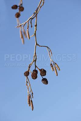 Buy stock photo Closeup of a group of pinecones hanging from a branch on a pine tree isolated against a blue sky and background during a winter's day. Detail cluster of botanical growth in a remote area or backyard