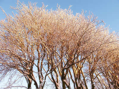 Buy stock photo Tall naked trees on a field during winter on a cold winter day. Big bare leafless trees covered in snow standing in a row against a blue sky. Frosted branches on trees in cold weather in the forest