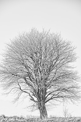 Buy stock photo One free standing tree in a lonely forest with copyspace and a light background. Bare, empty branches with no leaves in an empty landscape on a cold, grey morning. A single tree growing on a field 