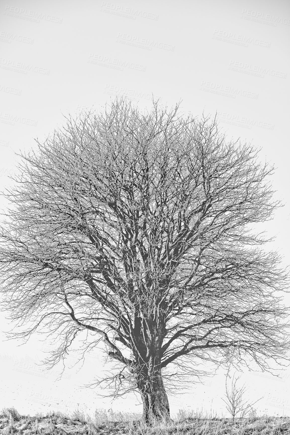 Buy stock photo One free standing tree in a lonely forest with copyspace and a light background. Bare, empty branches with no leaves in an empty landscape on a cold, grey morning. A single tree growing on a field 