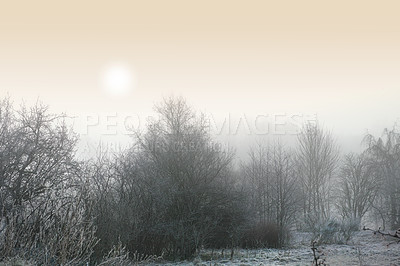 Buy stock photo Snow covered landscape on a winter day with a misty sky background and copyspace. Frost covering tall trees in a forest or field. Green branches on icy remote farm land at sunrise with copy space 