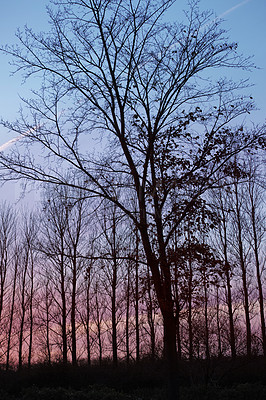 Buy stock photo Silhouette of trees, forest with bare branches in the evening against blue and purple sky. Winter scenery of nature landscape. Big dry trees with no leaves on a empty field in nature
