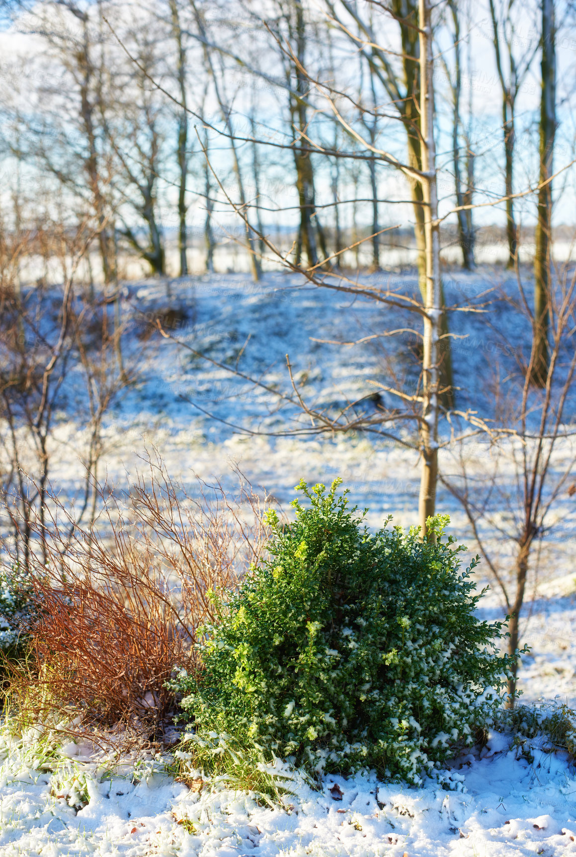 Buy stock photo Sun shining on a snow covered forest landscape on a winter day. Bare tree branches and a lush green bush on a field covered with white, icy frost. The woods in winter with copy space 