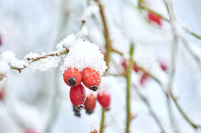 Buy stock photo Closeup of Armur rose buds covered in snow on a white winter day. Budding roses growing in a garden or forest with copyspace. Edible flowers on a brach under a blanket of frosty snow and copy space 