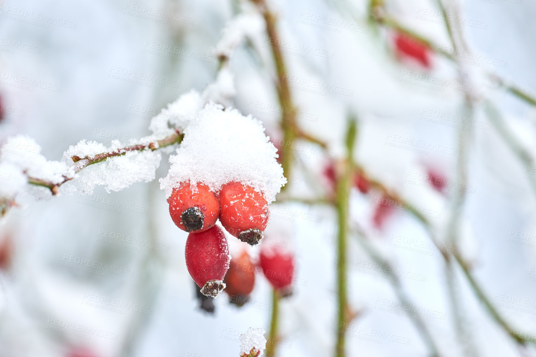 Buy stock photo Closeup of Armur rose buds covered in snow on a white winter day. Budding roses growing in a garden or forest with copyspace. Edible flowers on a brach under a blanket of frosty snow and copy space 