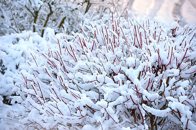 Buy stock photo Closeup of ground covered in snow in winter with copyspace. Frozen twigs and branches in frost. Grass growing in cold weather in the forest. A snowfall in the woods. Icy, early morning in nature 