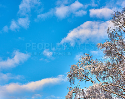 Buy stock photo Copy space with cloudy blue sky from below and frozen ice covered branches of a tree during snowy weather. Scenic panoramic view of a skyscape and cloudscape background during a cold winter season 