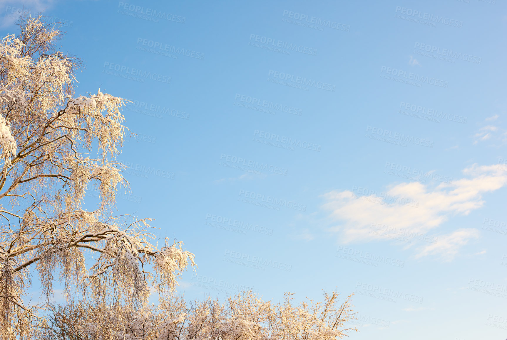 Buy stock photo Tree branches covered in snow in winter against a clear sky background with copyspace. Frozen leaves and branches  of a tall tree. Snow melting off green leaves in early spring after snowfall outside