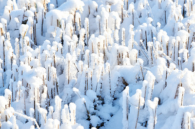 Buy stock photo Closeup of white snow covered forest landscape on a winter day. Frosty garden ground preserved in snow. Twigs on the woods floor covered in thick, icy frost. Details of a snow blanket over rural land