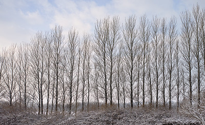 Buy stock photo Tall naked trees on a field during winter on a cloudy winter day Big bare leafless trees standing in a row surrounded by dry arid shrubs and grass covered in bits of snow on empty grassland in nature