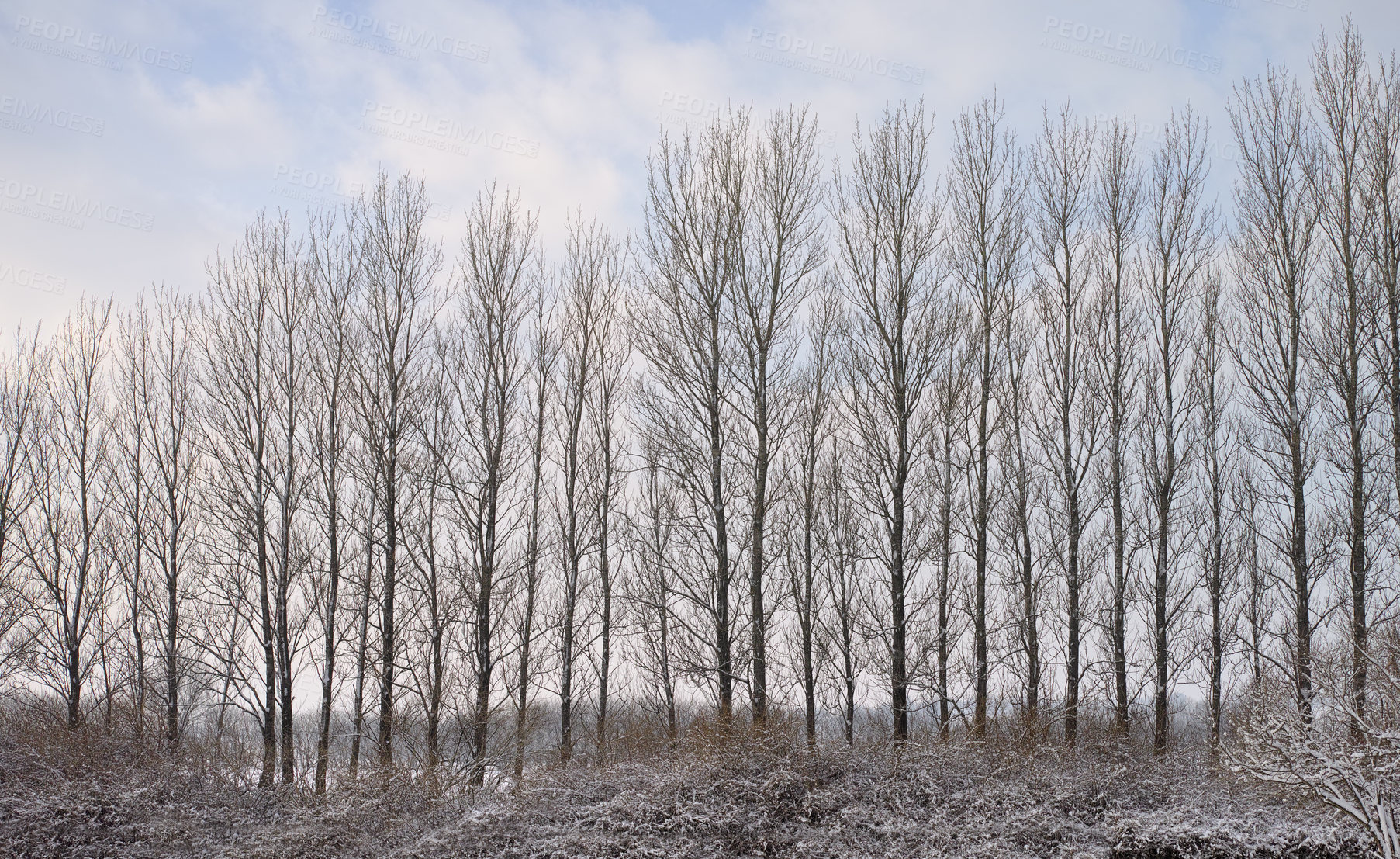 Buy stock photo Tall naked trees on a field during winter on a cloudy winter day Big bare leafless trees standing in a row surrounded by dry arid shrubs and grass covered in bits of snow on empty grassland in nature