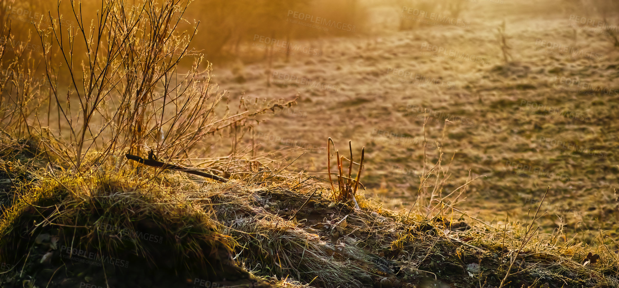 Buy stock photo Branches covered in snow in winter. Frozen twigs and leaves in the golden hour. Frosty branches growing in cold weather in the forest. A snowfall in the woods. Icy, dewy, early morning in nature