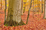 The colors of autumn - Marselisborg Forests