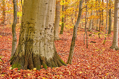 Buy stock photo Landscape, forest and trees with leaves in autumn for travel destination, hiking location and natural environment. Background, trunk and colorful view of foliage with plants or fall season in Denmark