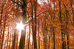 The colors of autumn - Marselisborg Forests