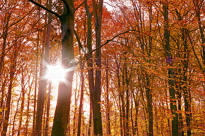 Buy stock photo Marselisborg Forests or simply Marselisborg Forest, is a 1,300 hectares forest to the south of Aarhus City in Denmark