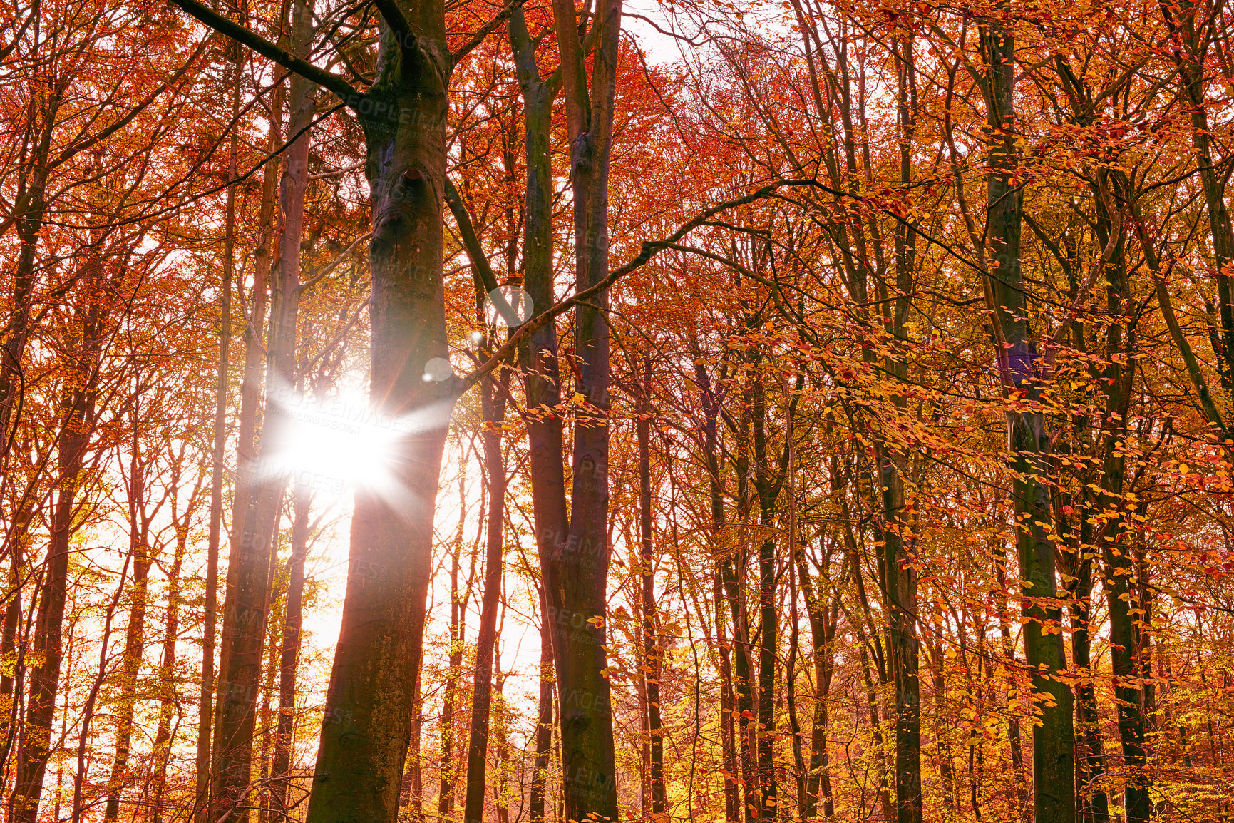 Buy stock photo Marselisborg Forests or simply Marselisborg Forest, is a 1,300 hectares forest to the south of Aarhus City in Denmark