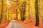 The colors of autumn - Marselisborg Forests