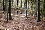 The colors of autumn - Marselisborg Forests