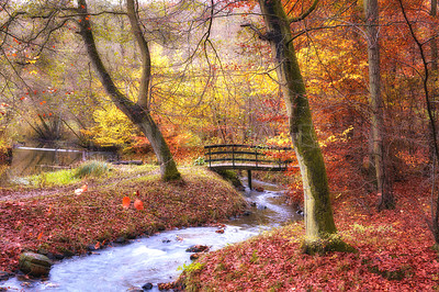 Buy stock photo Landscape, forest and river with leaves in autumn for travel, sustainability or adventure with trees. Countryside, woods and grass with natural environment for tourism, holiday and nature in Denmark