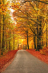 The colors of autumn - Marselisborg Forests