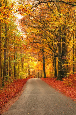 Buy stock photo Autumn season, nature and trees with leaves in park, field or garden for outdoor landscape environment. Weather, Marselisborg forest and golden plants for fall in woods at countryside in Denmark.