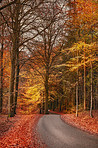 The colors of autumn - Marselisborg Forests