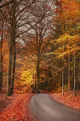 Buy stock photo Autumn, travel and trees with leaves in nature at park for conservation with outdoor landscape environment. Weather, Marselisborg forest and plants for fall season in woods at countryside in Denmark.