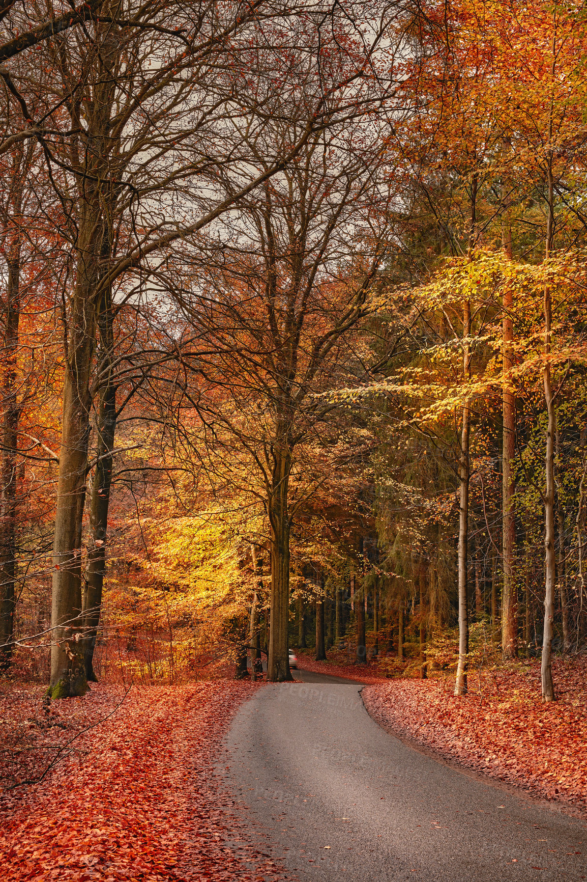 Buy stock photo Autumn, travel and trees with leaves in nature at park for conservation with outdoor landscape environment. Weather, Marselisborg forest and plants for fall season in woods at countryside in Denmark.