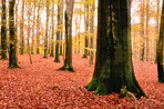 The colors of autumn - Marselisborg Forests