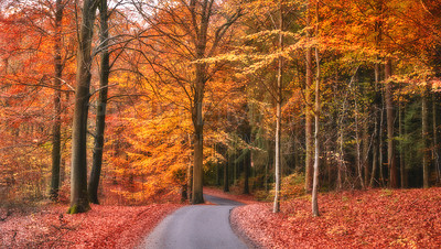 Buy stock photo Marselisborg Forests or simply Marselisborg Forest, is a 1,300 hectares forest to the south of Aarhus City in Denmark