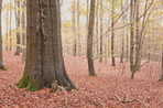 The colors of autumn - Marselisborg Forests