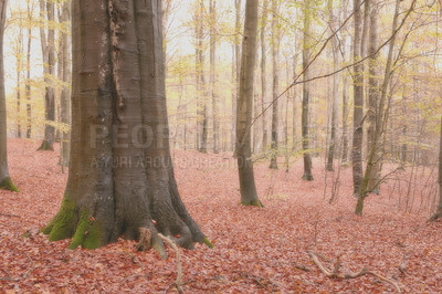 Buy stock photo Landscape, tree trunk and autumn leaves in forest for travel destination, hiking location and natural environment. Background, nature and colorful view of foliage with plants or fall season in Europe