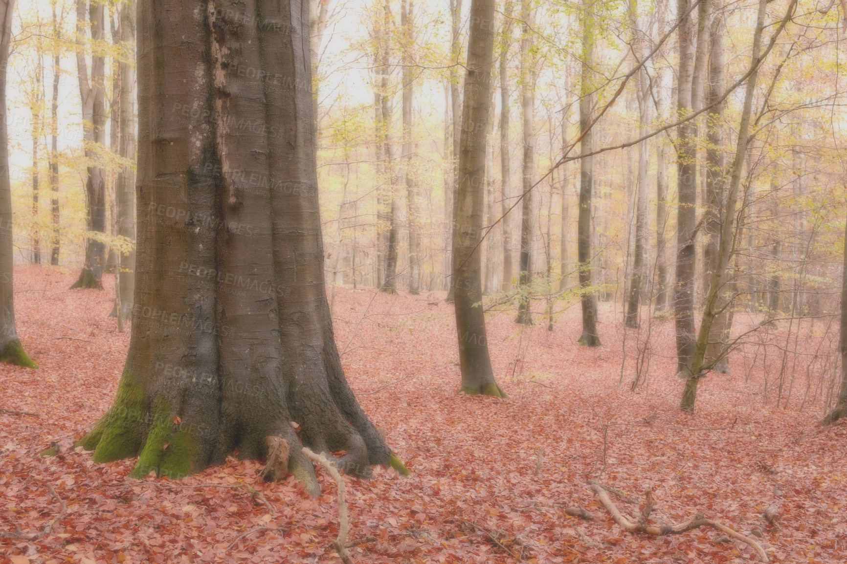 Buy stock photo Landscape, tree trunk and autumn leaves in forest for travel destination, hiking location and natural environment. Background, nature and colorful view of foliage with plants or fall season in Europe