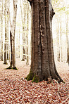 The colors of autumn - Marselisborg Forests