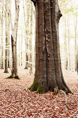 Buy stock photo Landscape, forest and trees with leaves in nature for travel destination, hiking location or natural environment. Background, trunk and scenic view of foliage with plants or sustainability in Denmark